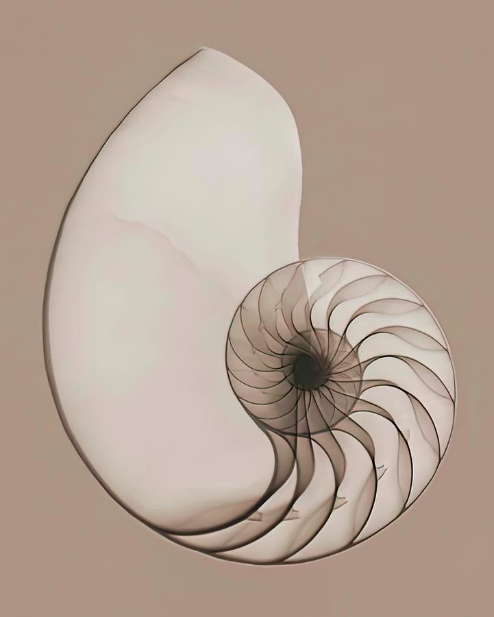 Nautilus in Taupe Digital Art by Susan Molnar