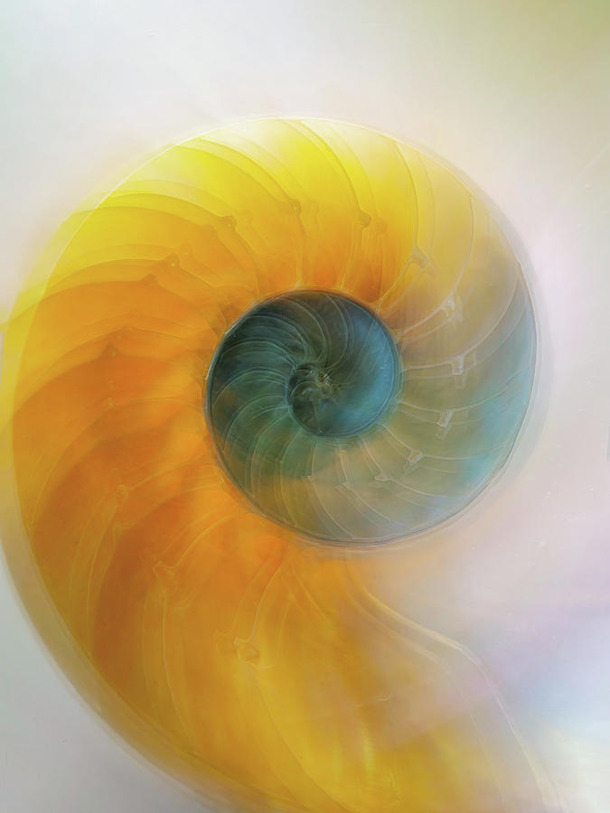 Nautilus Intense Digital Art By Terry Davis - Fine Art America