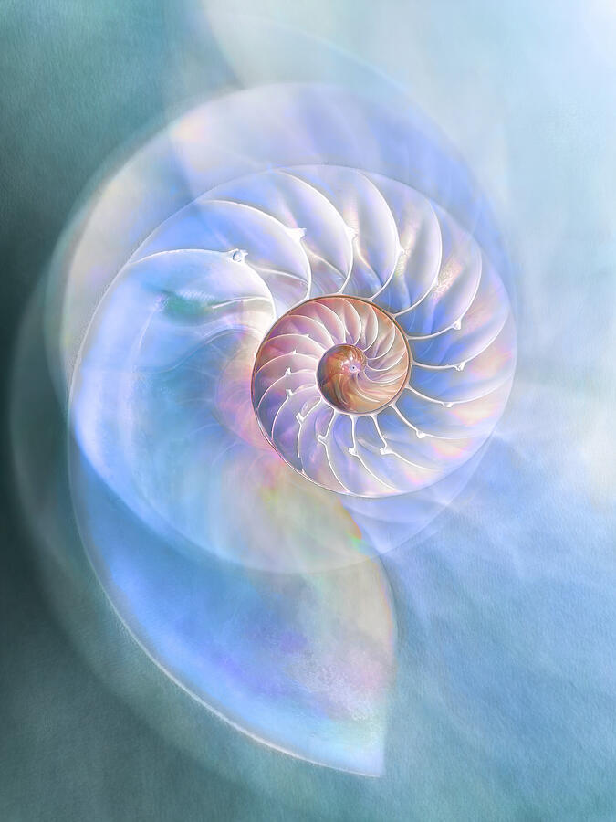 Nautilus on Blue Digital Art by Terry Davis