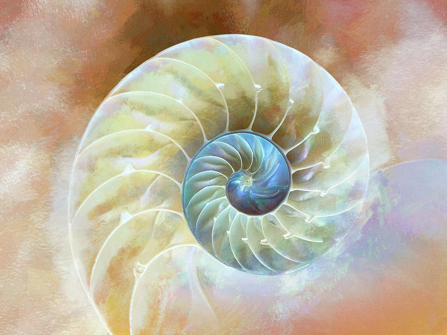 Nautilus Painted Digital Art by Terry Davis