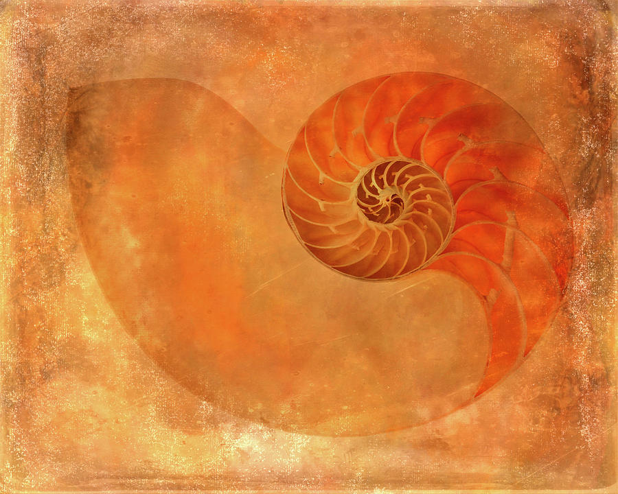 Nautilus Shell Art Print Ii Mixed Media By Gigi Ebert - Fine Art America