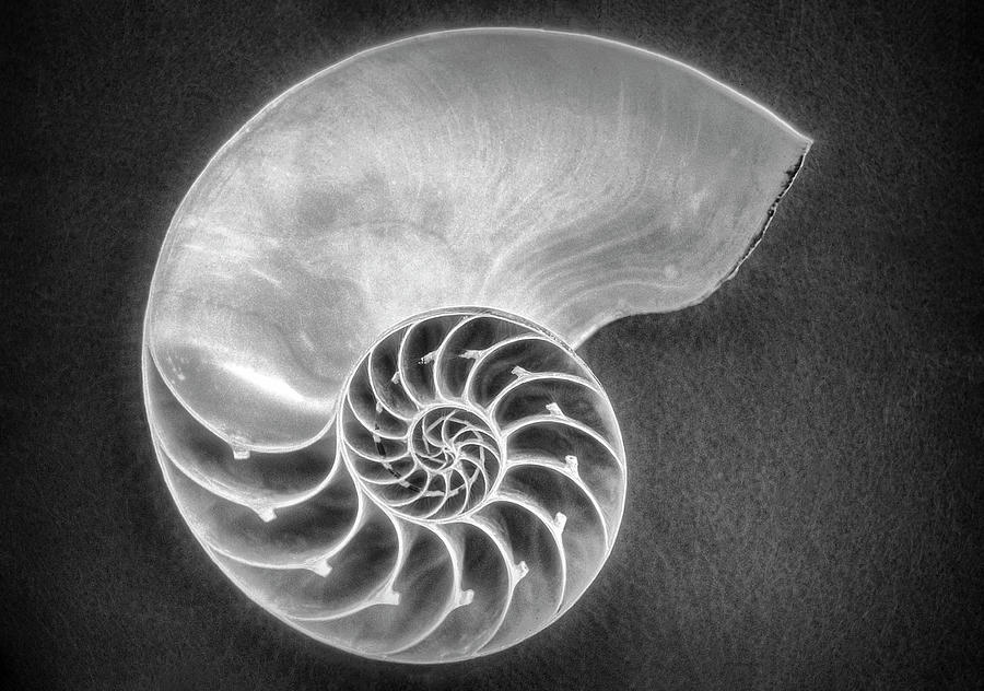 Nautilus Shell Black and White Photograph by Debra and Dave Vanderlaan