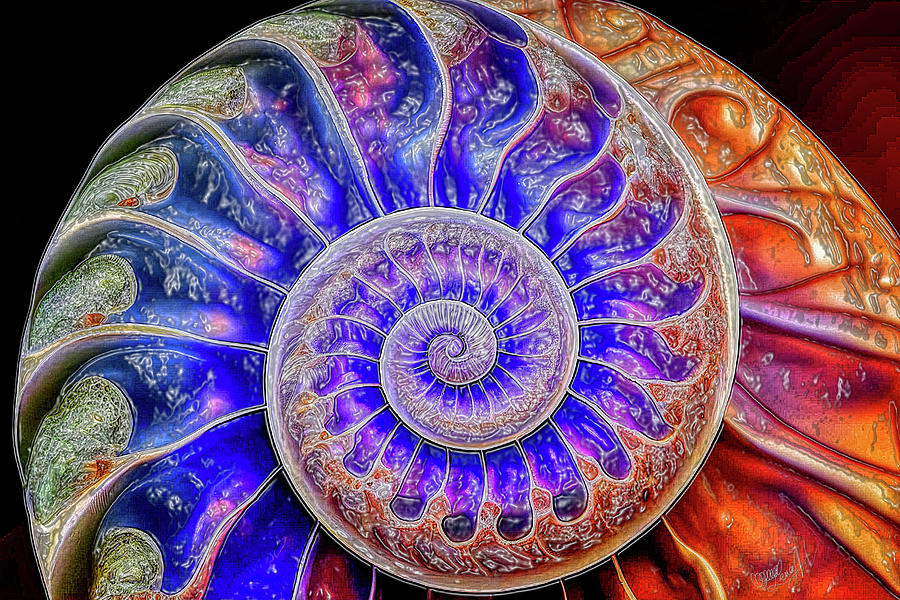 Nautilus Shell Fibonacci Spiral Abstract Digital Art by Lena Owens - OLena Art Vibrant Palette Knife and Graphic Design