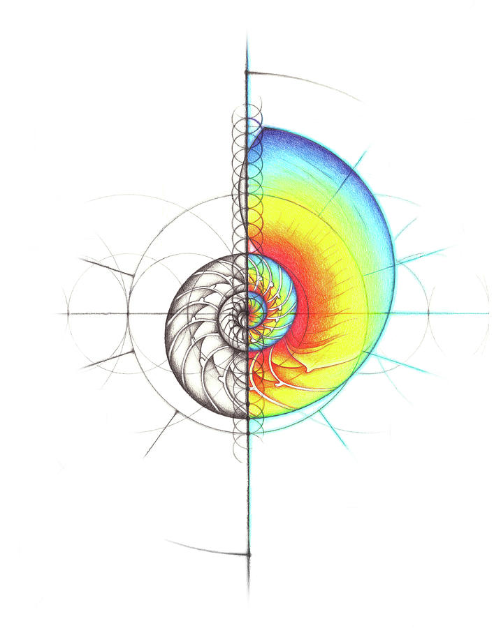 Nautilus Shell Geometry Spectrum Drawing by Nathalie Strassburg