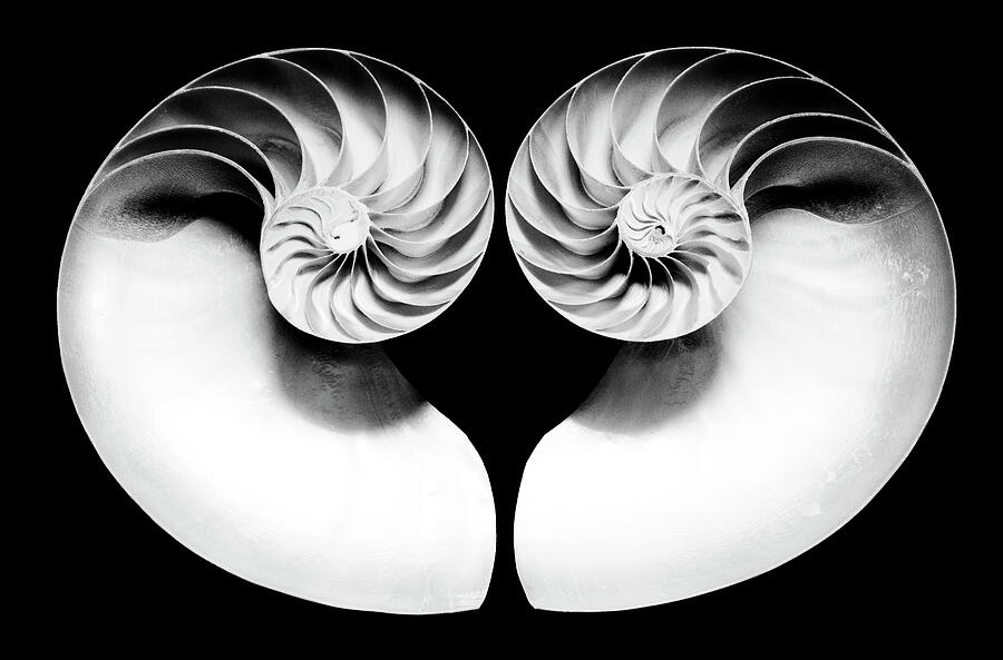 Nautilus Shell Halves - bw Photograph by Paul W Faust - Impressions of Light
