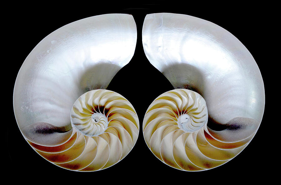 Nautilus Shell Halves - curve down Photograph by Paul W Faust - Impressions of Light