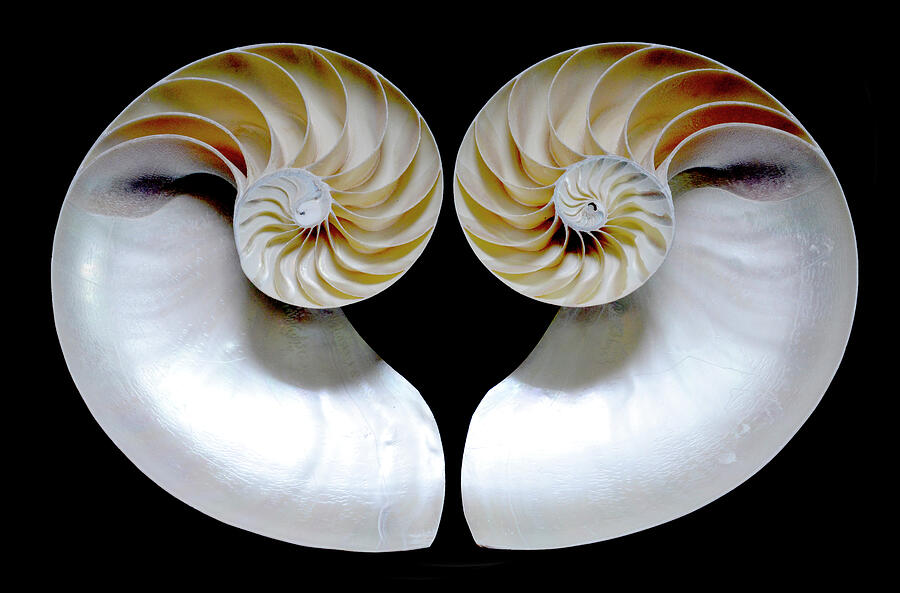 Nautilus Shell Halves - curve up Photograph by Paul W Faust - Impressions of Light