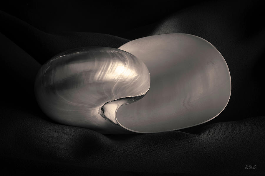 Nautilus Shell I Toned Photograph by David Gordon