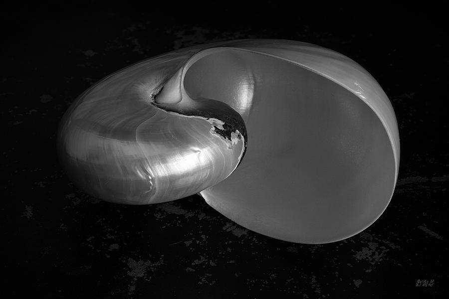 Nautilus Shell II BW Photograph by David Gordon