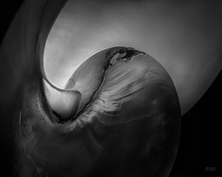 Nautilus Shell III BW Photograph by David Gordon