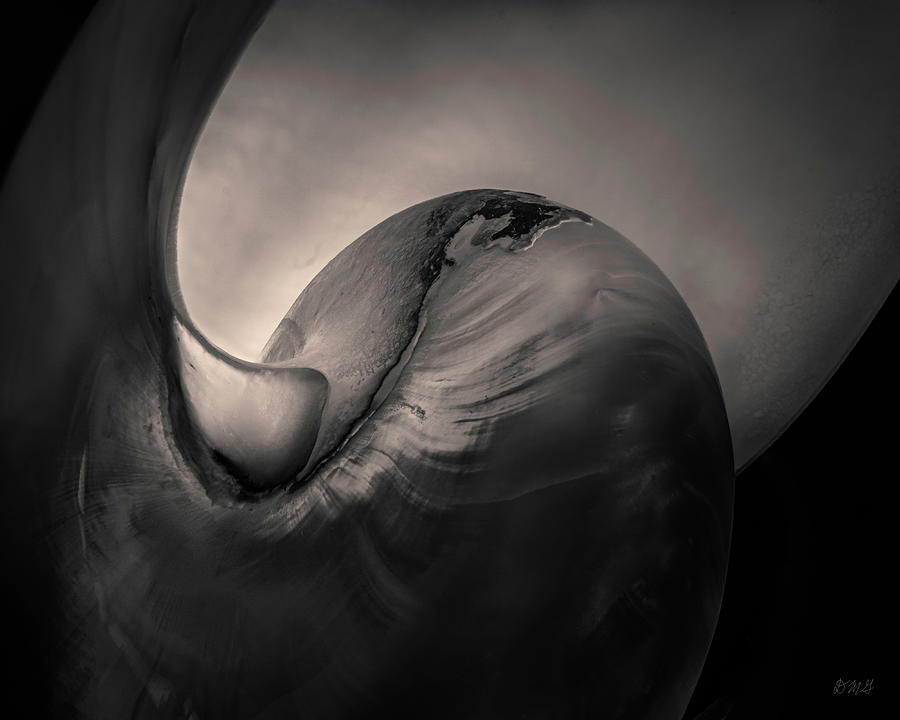 Nautilus Shell III Toned Photograph by David Gordon