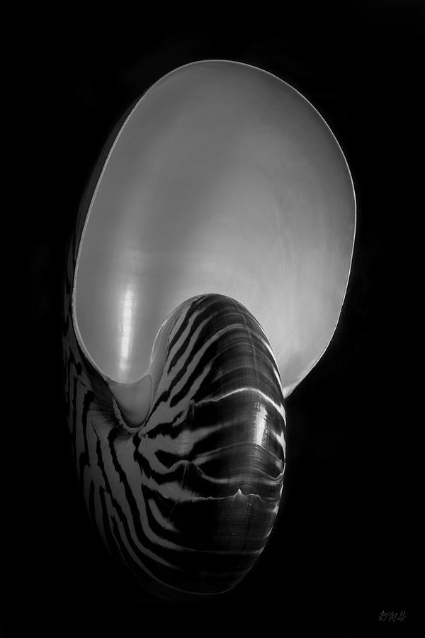 Nautilus Shell IV BW Photograph by David Gordon