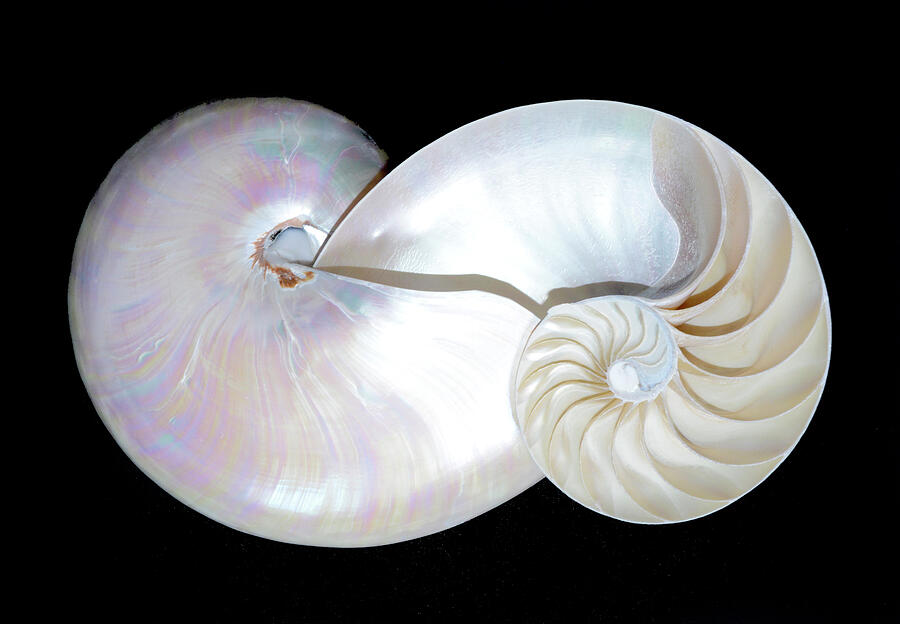 Nautilus Shell Merged Photograph by Paul W Faust - Impressions of Light