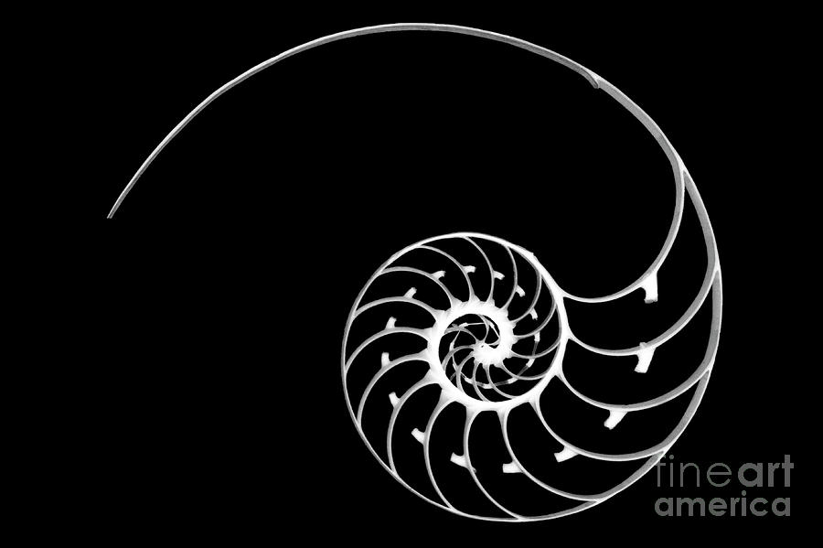 Nautilus Shell Spirals Photograph by Wernher Krutein - Fine Art America