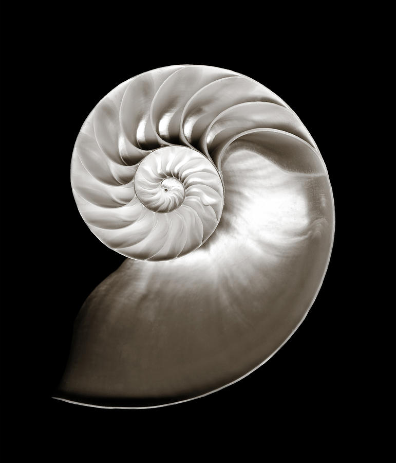 Nautilus Shell Study 1 Photograph by Marilyn Hunt
