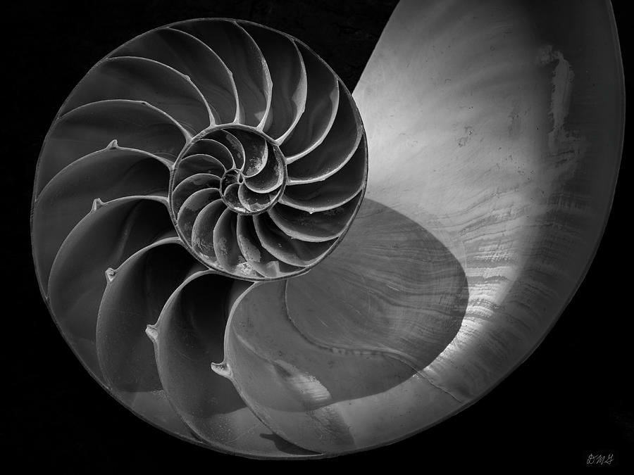 Nautilus Shell V BW Photograph by David Gordon