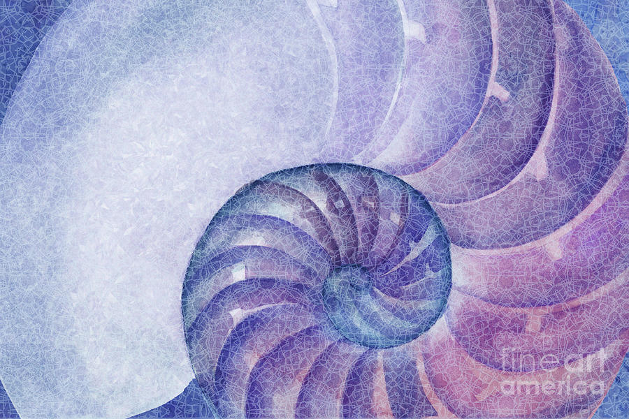 Nautilus Spiral  Painting by Sue Zipkin