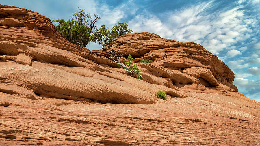 Navajo Desert Sandstone Utah Photograph by Anthony Sacco