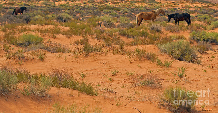 Navajo Horses-signed-#4509 Photograph
