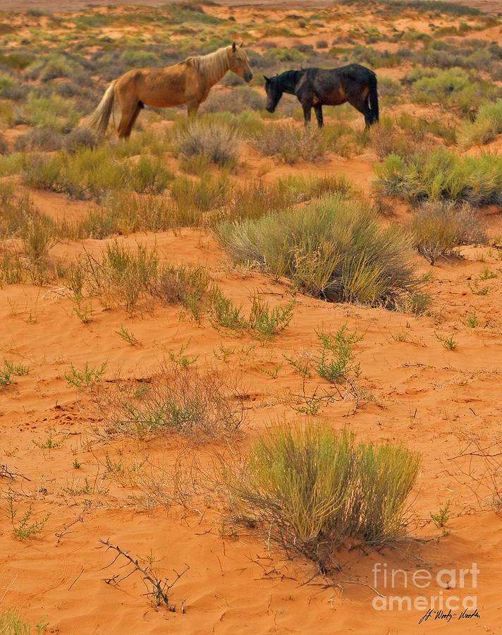 Navajo Horses-signed-#4514 Photograph
