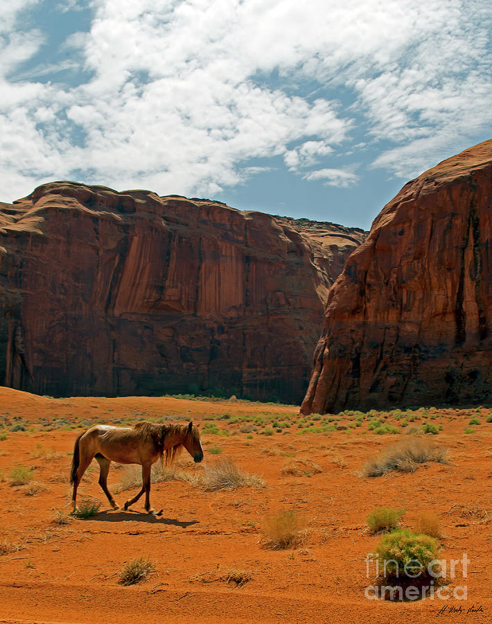 Navajo Horses-signed-#4747 Photograph