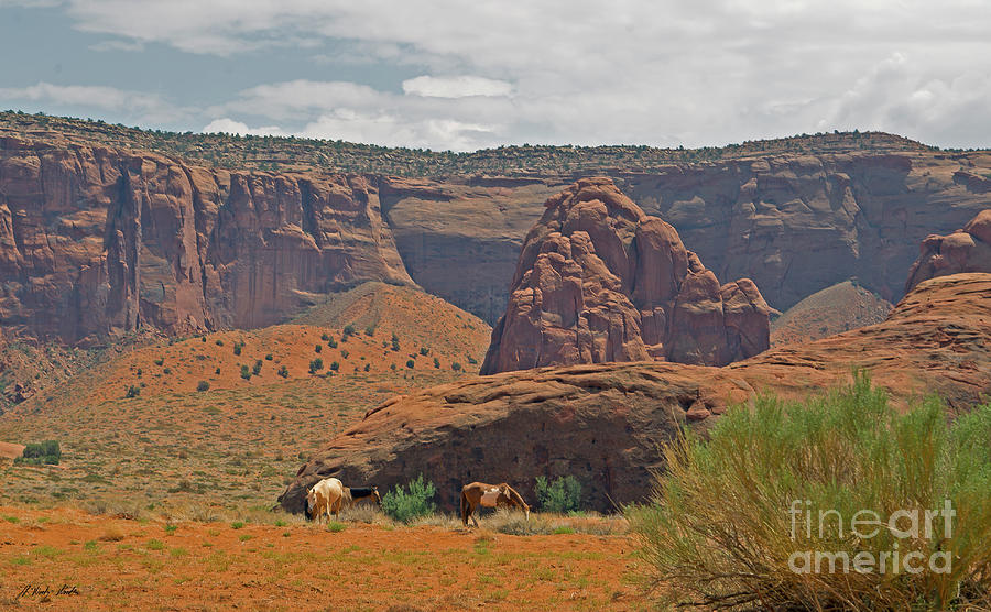 Navajo Horses-signed-#4828 Photograph