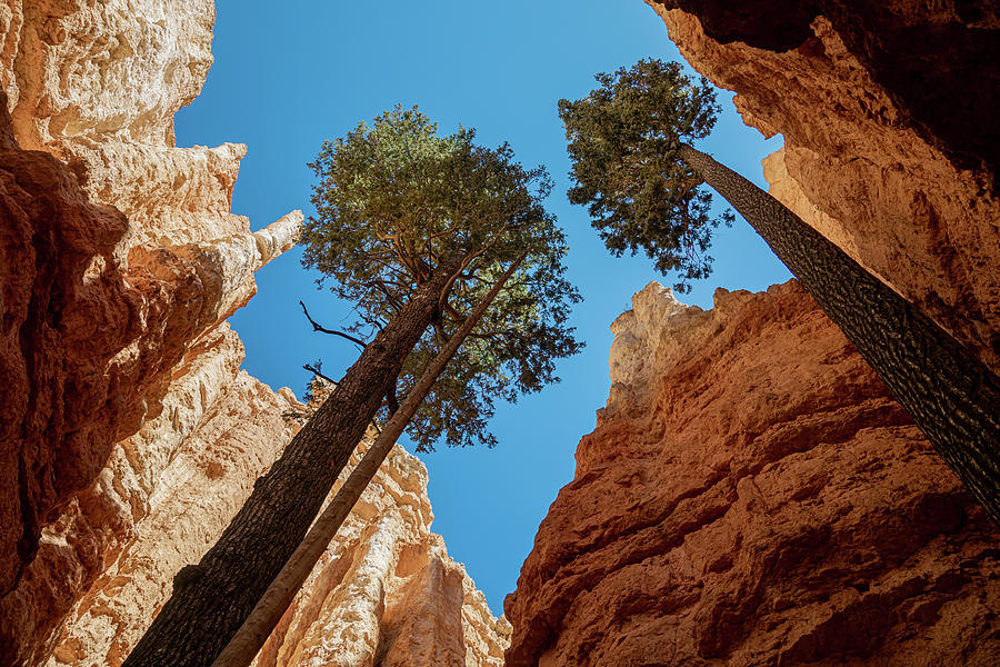 Navajo Loop Trees Photograph by Nicholas McCabe