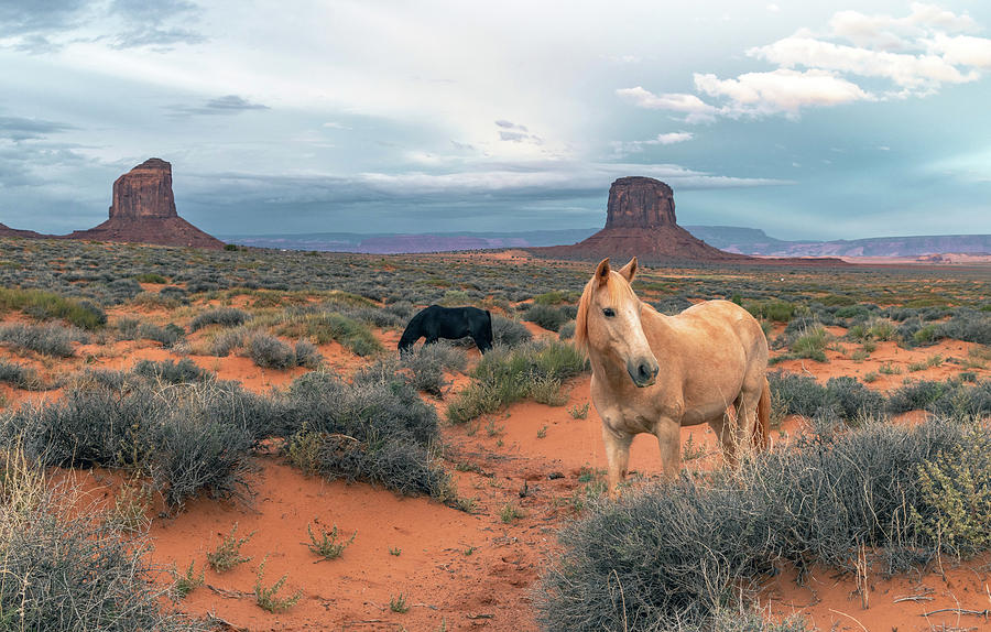 Navajo Ponies - Monument Valley Photograph by Eric Albright