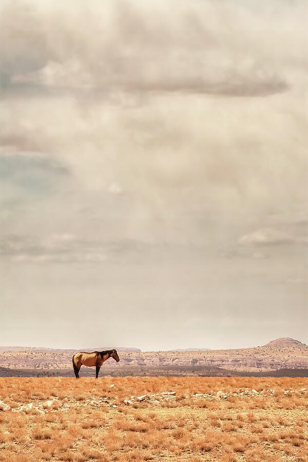 Navajo Pony Photograph by Rick Furmanek