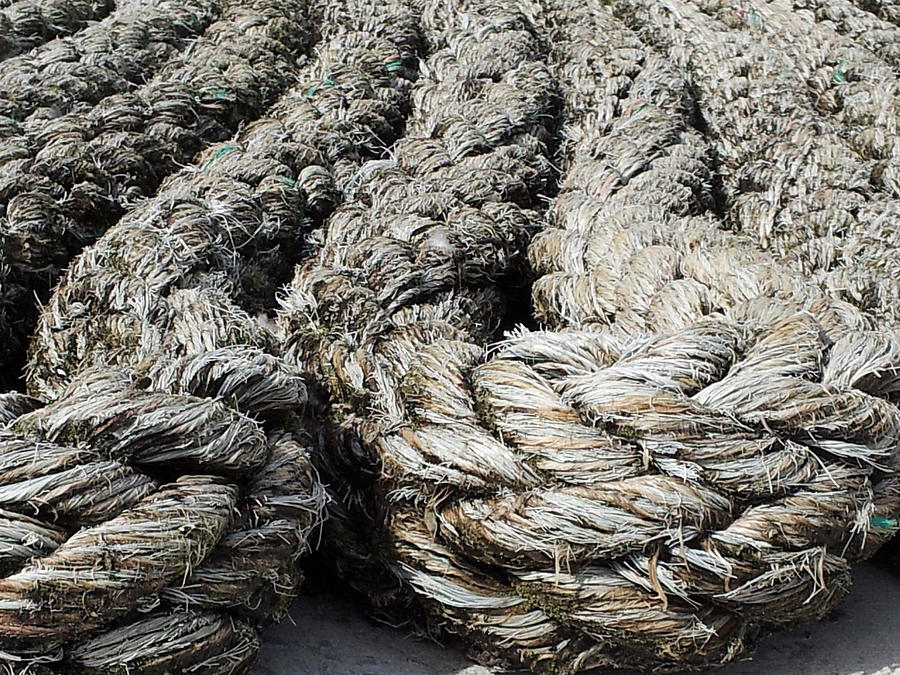 Naval Rope #2 Photograph by Lisa Norris - Fine Art America