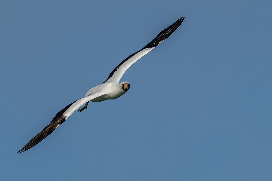Nazca Booby in Flight over Great Darwin Bay Photograph by Nancy Gleason Nazca Booby in Flight over Great Darwin Bay Photograph by Nancy Gleason