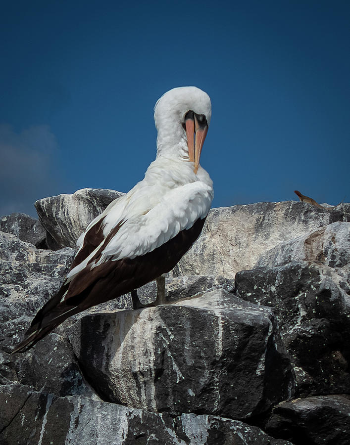 Nazca Booby Photograph by Richard Smith - Fine Art America