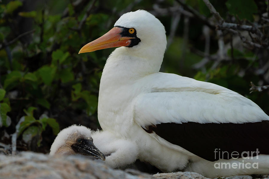 Nazca Booby with Chick Photograph by Nancy Gleason