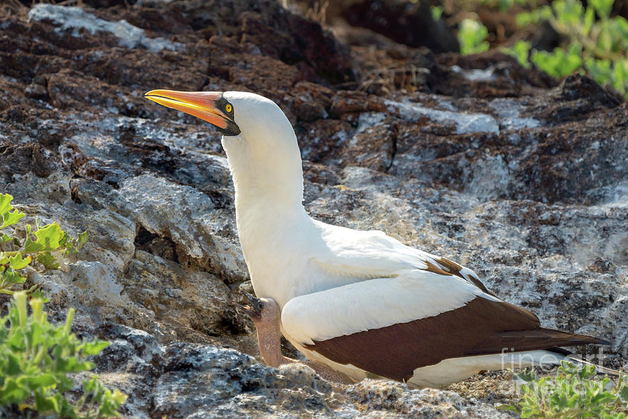 Nazca Booby with New Chick in Nest Photograph by Nancy Gleason