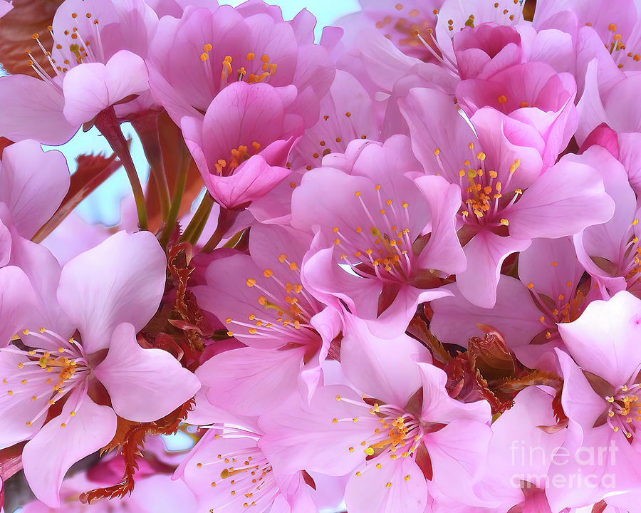 Nbr.26 Cherry Blossoms Photograph by Scott Cameron