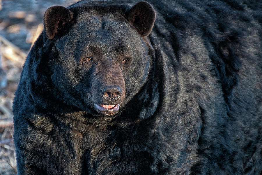 Wildlife Photograph - NC Black Bear Portrait by Fon Denton