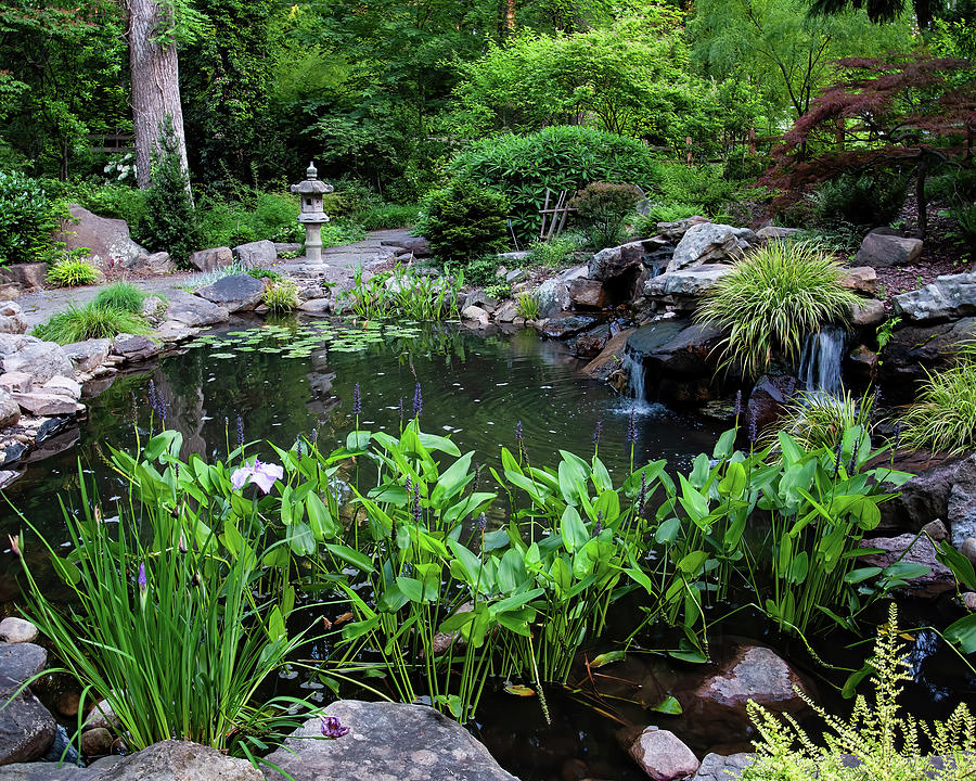 NC Japanese Styled pond 01 Photograph by Flees Photos