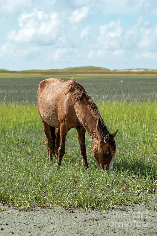 NC Wild Horse #3098 Photograph by Susan Yerry