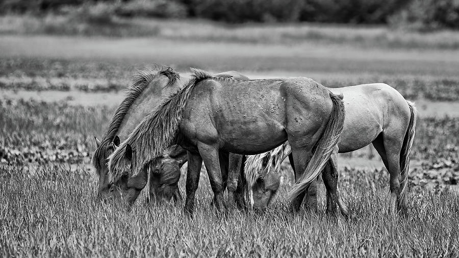 NC Wild Horse Family in Black and White Photograph by Fon Denton