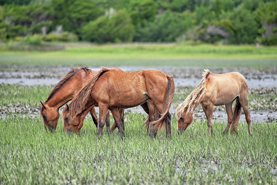 NC Wild Horses in the Marsh Photograph by Fon Denton - Fine Art America