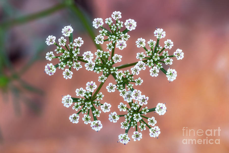 Little cute White Flowers On Pastel background Photograph by Nilesh Bhange