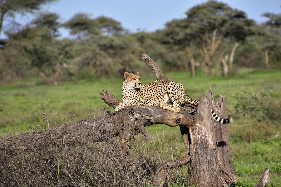 Ndutu Cheetah Photograph by Moodie Shots