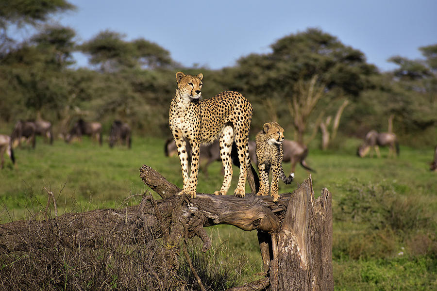 Cheetah Cub Training Photograph by Moodie Shots
