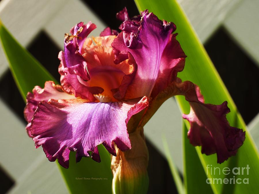 Neapolitan Iris Photograph by Richard Thomas