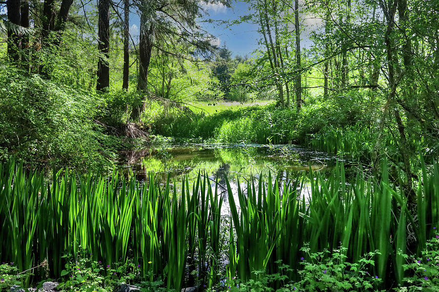 Nature Photograph - Hidden Pond by Casey Broda