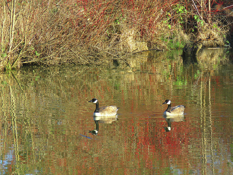 Almost Spring on Golden Pond - Wildlife Photography - Water Fowl - Scenic Nature Photograph by Brooks Garten Hauschild