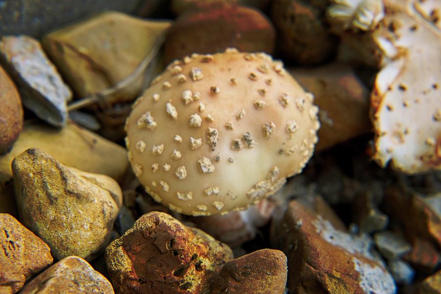Neat Mushroom with Popcorn on Cap Photograph by Douglas Barnett