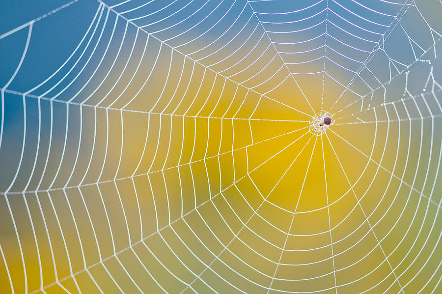Neatly made spider web against blurred yellow and blue back Photograph by OGphoto
