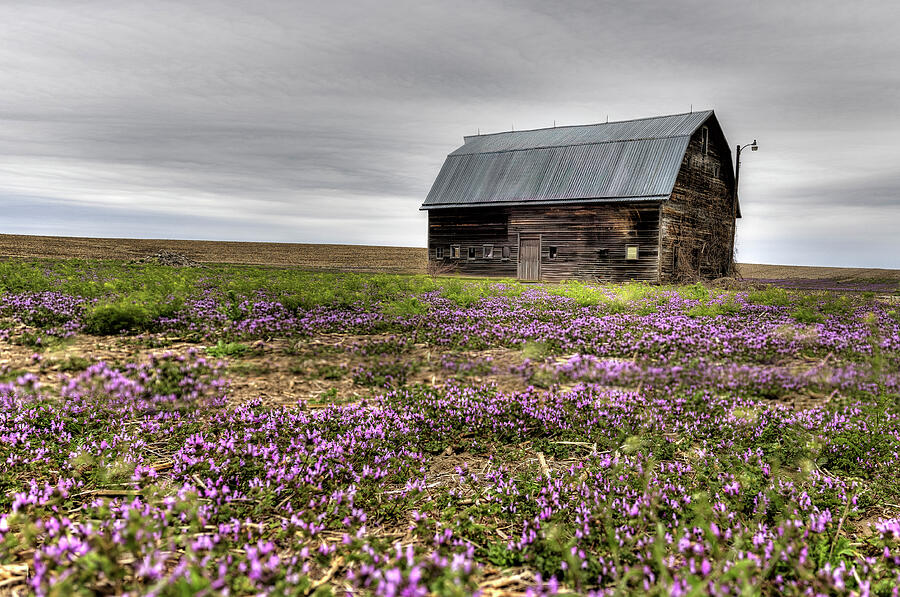 Nebraska Barn - Henbit Field Photograph by Lee and Renee Walsh Nebraska Barn - Henbit Field Photograph by Lee and Renee Walsh