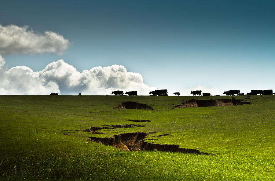 Nebraska Cattle Photograph by Jake Olson Studios Blair Nebraska